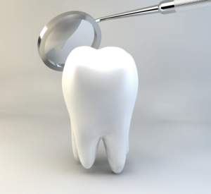 tooth model